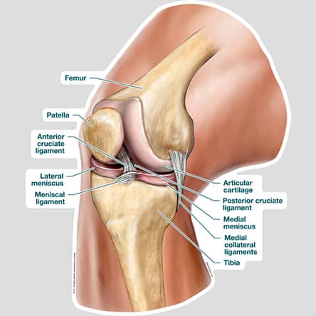 knee ligamnet physio victoria bc