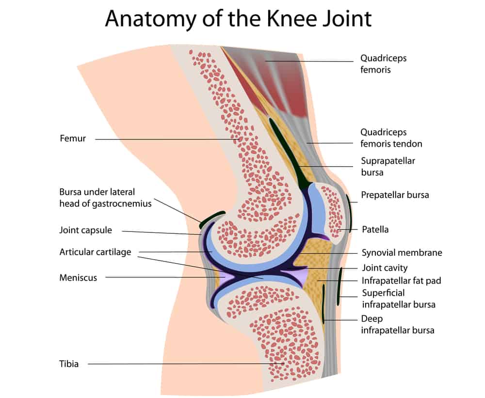 Anatomy of the Knee Joint Victoria Physiotherapy